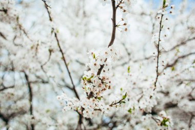 Baharda beyaz kiraz çiçeği