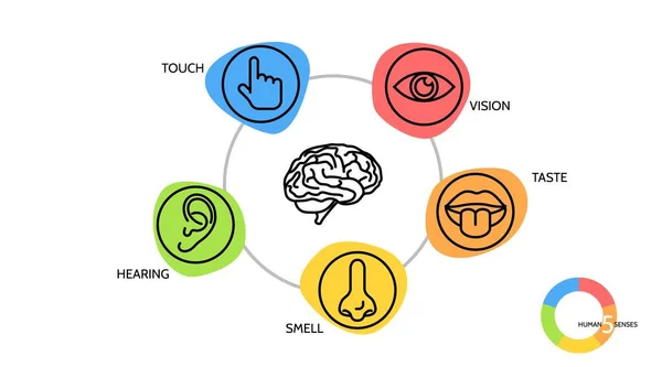 Icona Della Linea Cinque Sensi Cervello Naso Occhio Mano Orecchio — Vettoriale Stock