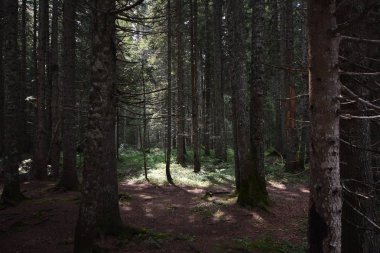 Karanlık çam ormanda güneş parlıyor