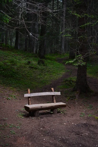 Wooden bench in the pine forest