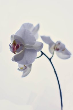 Beyaz orkide çiçek sapları kapatın