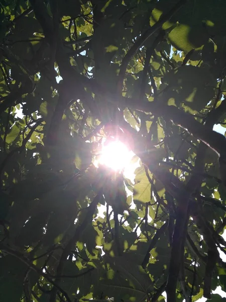 Soleil Brille Travers Les Branches Étalées Figuier — Photo