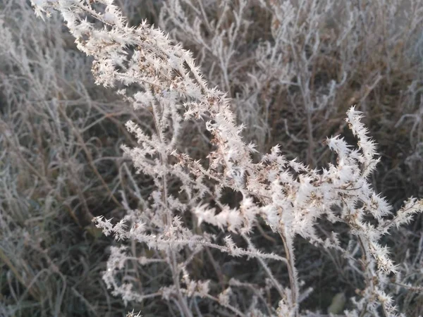 Branche Congelée Avec Glace Herbe Couverte Givre Épineux Gros Plan — Photo