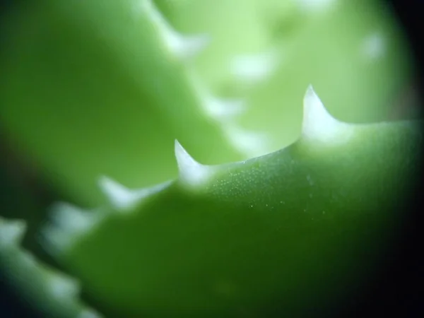 Stachelige Grüne Frische Aloe Blatt Mit Nadeln Hintergrund Makro Nahaufnahme — Stockfoto