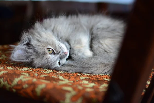 Kleine Graue Flauschige Kätzchen Liegt Auf Einem Stuhl Ethnischen Farben — Stockfoto
