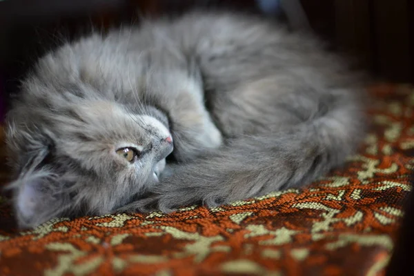 Small Gray Fluffy Kitten Lying Chair Ethnic Colors Curled Close — Stock Photo, Image