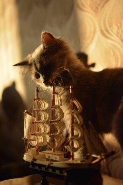 Oyuncak dekoratif gemi yakınındaki küçük yavru kedi kokuyor, o ve arkada crunch 35 mm kadar güneş ışığı portre yakın görünüyor