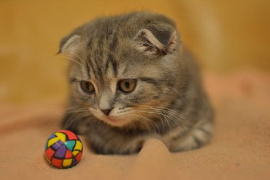 Bak, izle, sakin, dinlenme, yorgun, tembel, kulaklar, kulak, komik, enfiye, koku, burun, gözler, büyümek, rüya, genç, ihale, güzel, güzel, tatlı, kedi, şirin, ev, yakın kadar oyuncak, top, kauçuk, küçük, küçük, renkli, renk, çok renkli, eğlenceli, oyun, kanepe, kanepe, portakal, yalan, Hayvan, Evcil Hayvan, kedi, kedi, sho