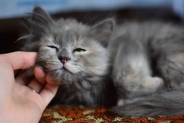 Palm Arm Holding Caressing Little Gray Longhair Kitten Chin Lying — Stock Photo, Image