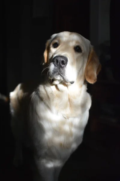 坐在金色猎犬的画像在阳光下看着黑色背景上的相机 — 图库照片