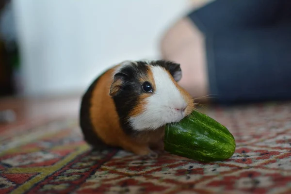 Guinea Pig White Red Black Hair Colorful Carpet Looking Camera — Stock Photo, Image