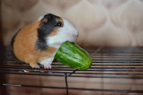 Meerschweinchen Mit Weißen Roten Und Schwarzen Haaren Oben Käfig Die — Stockfoto