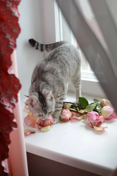 Pisica Gri Fereastră Miroase Nuzzling Trandafiri Roz Galben Vedere Prin — Fotografie, imagine de stoc