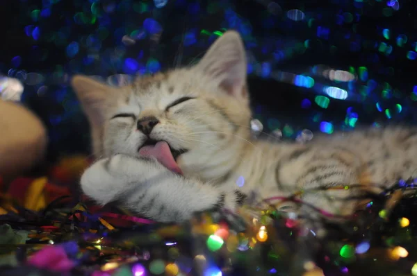 Little British Kitten Washing Its Fur Its Tongue Lying New — Stock Photo, Image