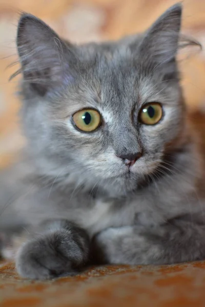 Retrato Gatito Gris Joven Con Los Ojos Marrones Cuidadosamente Mirando —  Fotos de Stock