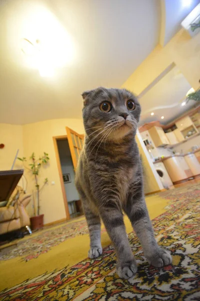 Escocês Gato Dobrável Tapete Colorido Uma Sala Amarela Olhar Baixo — Fotografia de Stock