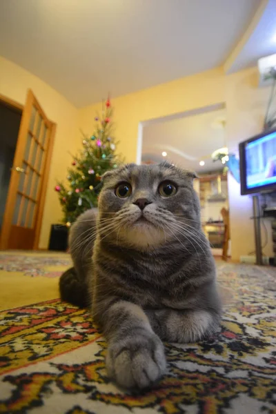 背景にクリスマスツリーと黄色の部屋にカラフルなカーペットの上に横たわるスコットランドの折りたたみ猫 魚の目の下から10ミリメートルの外観 — ストック写真