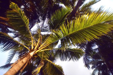Güneşli hindistan cevizi palmiye ağaçları alt görünümü kadar yakın