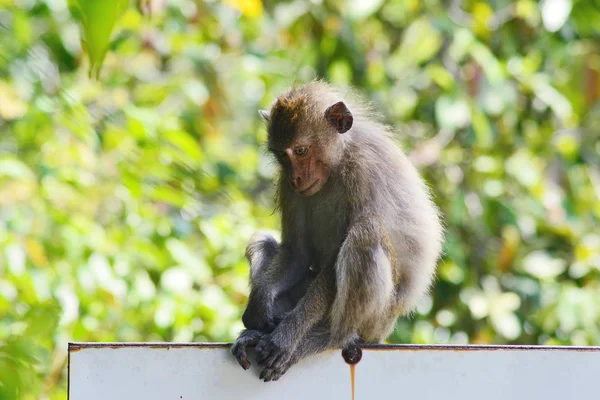 Wild monkey with a sad look and head down is sitting on a white board on the green forest background