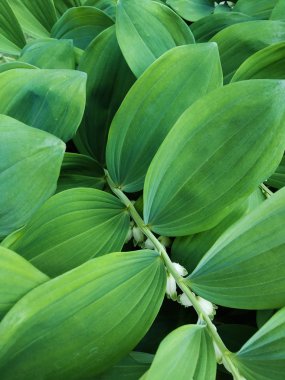 Asil soğuk yeşil yaprakları ve bir dal üzerinde beyaz küçük çan çiçeklerdoğal doku, çapraz üst görünümü arka plan kadar yakın