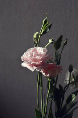 Pastel renklerde koyu gri arka plan üzerinde açık tenrengi yaprakları ile zarif hassas pembe eustoma Güzellik ihale çiçek sevgililer günü sevgili için sunmak için çok romantik bir hediye