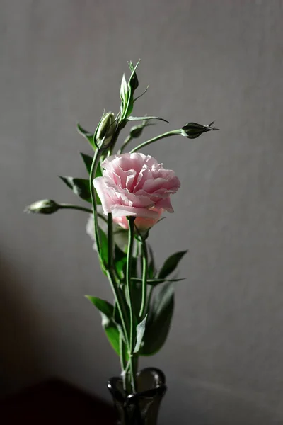 Краса Ніжної Квітки Елегантної Рожевої Еустоми Світлопропускаючими Пелюстками Темно Сірому Ліцензійні Стокові Зображення