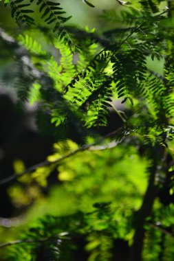Bulanıklık ile keskin taze yemyeşil tropikal yeşillik ile Işık, yakın