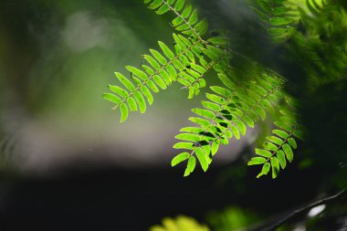 Bulanıklık ile keskin taze yemyeşil tropikal yeşillik ile Işık, yakın