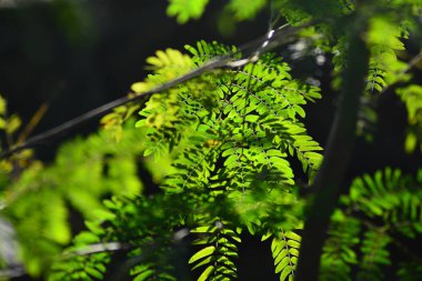 Bulanıklık ile keskin taze yemyeşil tropikal yeşillik ile Işık, yakın