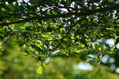 Bulanıklık ile keskin taze yemyeşil tropikal yeşillik ile Işık, yakın