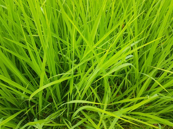 Detail Zelená Rýže Rostliny Použité Pro Pozadí — Stock fotografie