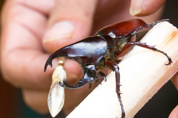 Nahaufnahme Mit Kleinem Stock Den Siamesischen Nashornkäfer Xylotrupes Gideon Oder — Stockfoto