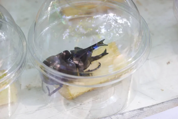 Siamese Rhinoceros Beetle Xylotrupes Gideon Eller Fighting Skalbagge Säljs Plast — Stockfoto