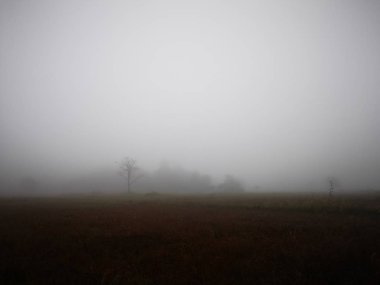 Tayland'da sabah sis ile pirinç alan peyzaj.