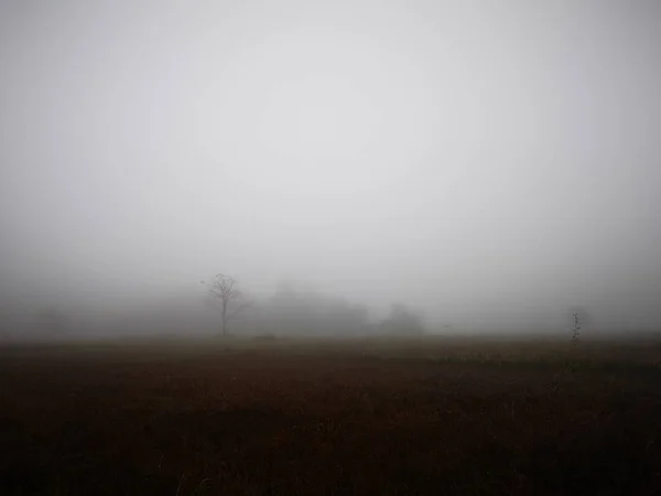 Landschaft Aus Reisfeldern Mit Nebel Morgen Thailand — Stockfoto