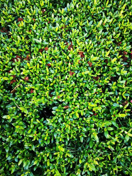 spike çiçek arka plan herhangi bir sanat için kullanılan dikey fotoğraf yeşil yaprakları