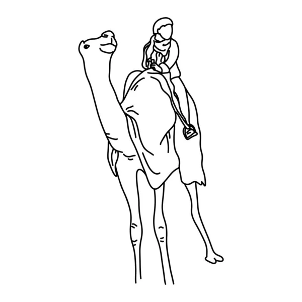 Bedouin eller turist på en kamel vektor illustration skiss Doodle hand dragen med svarta linjer isolerade på vit bakgrund — Stock vektor