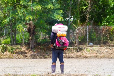 CHIANG RAI, THAILAND - 6 Haziran 2020 'de Chiang Rai, Tayland' da pirinç tarlasında yayıcı kullanan tanımlanamayan Asyalı çiftçi.