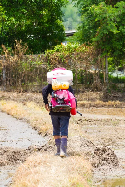 Chiang Rai Thailand Juni Rückansicht Eines Nicht Identifizierten Thailändischen Bauern — Stockfoto