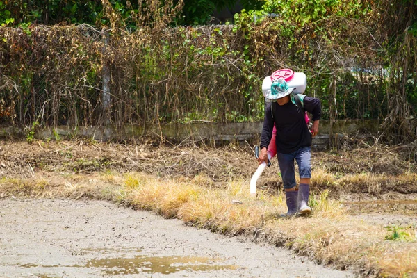Chiang Rai Thailand Juni Unbekannter Asiatischer Bauer Verteilt Reis Auf — Stockfoto