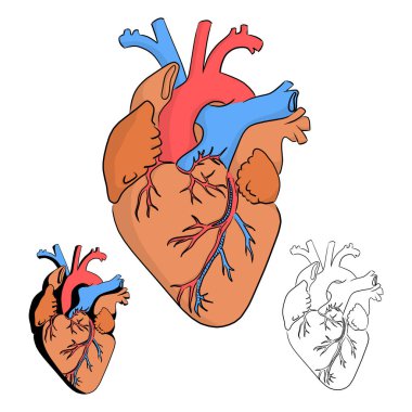İnsan kalp vektör illüstrasyonunun anatomisi beyaz arkaplanda izole edilmiş siyah çizgilerle çizilmiş karalama el çizimi