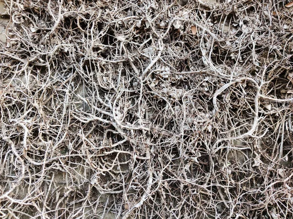 Gray Textured Wall Covered Old Dry Ivy Plant Vines Used — Stock Photo, Image