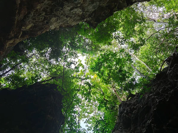 Vista Ángulo Ascendente Hojas Verdes Árboles Acantilados Bosque — Foto de Stock