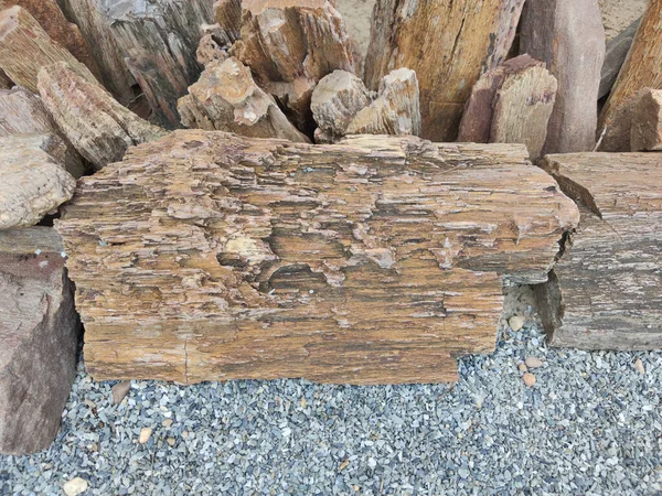 Piece Brown Petrified Wood Ground Thailand — Stock Photo, Image