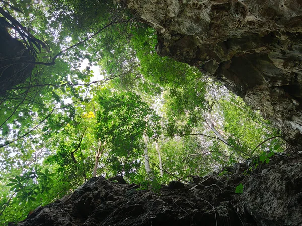 Vista Hacia Arriba Las Hojas Verdes Árboles Rocas Marco Bosque — Foto de Stock