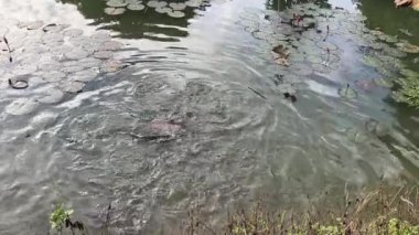 Gölde balıkla beslenen 4k görüntüsü