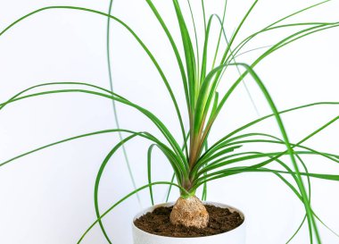 A close-up of the young nolin plant, bocarneya, against a white background. clipart