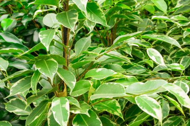 Ficus benjamin 'in yeşil yapraklarına yakın çekim. Ev mahsulleri, kapalı alan bitkileri bir kavramdır. Yatay yönelim, seçici odak. 