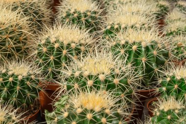 Sıcak kaplarda dikenli kaktüslere yakın çekim. Evde bahçıvanlık, kapalı alan bitkileri bir kavramdır. Yatay yönelim, seçici odak. 