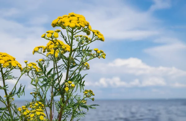 Лікувальна рослина піжами проти моря і блакитного неба з білими кубиками кочових хмар Стокове Фото